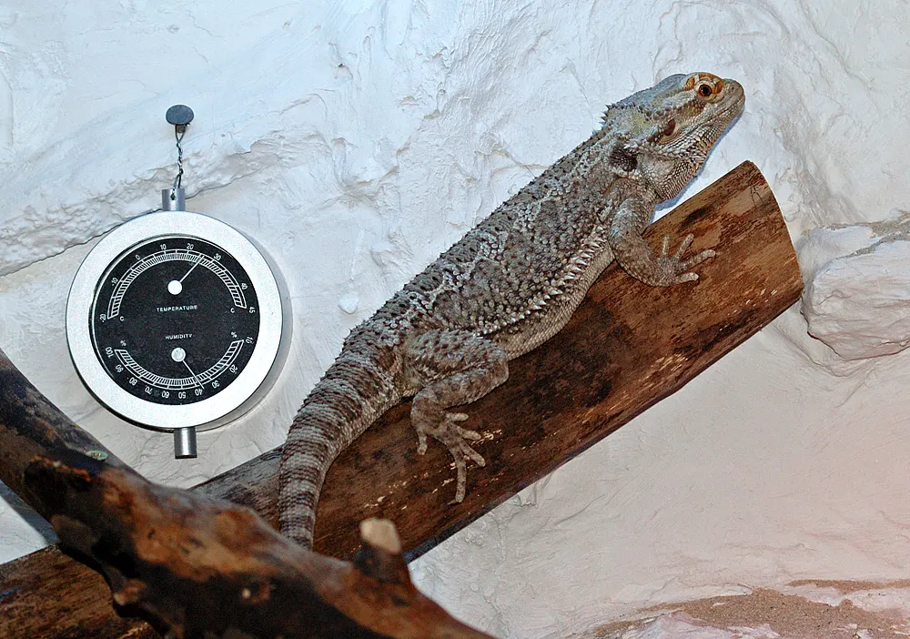 Bearded dragon and leopard gecko