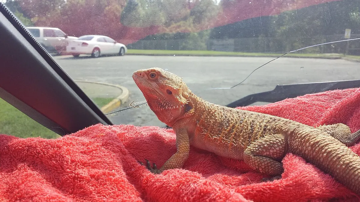 Bearded dragon basking with its body flattened to soak up light and heat