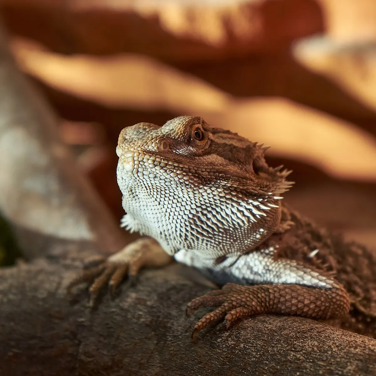 Bearded dragon portrait