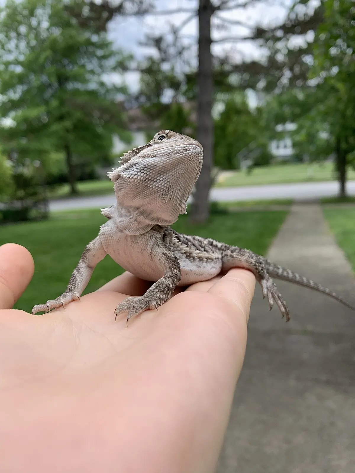 Young bearded dragon close up, the size most first-time buyers bring home