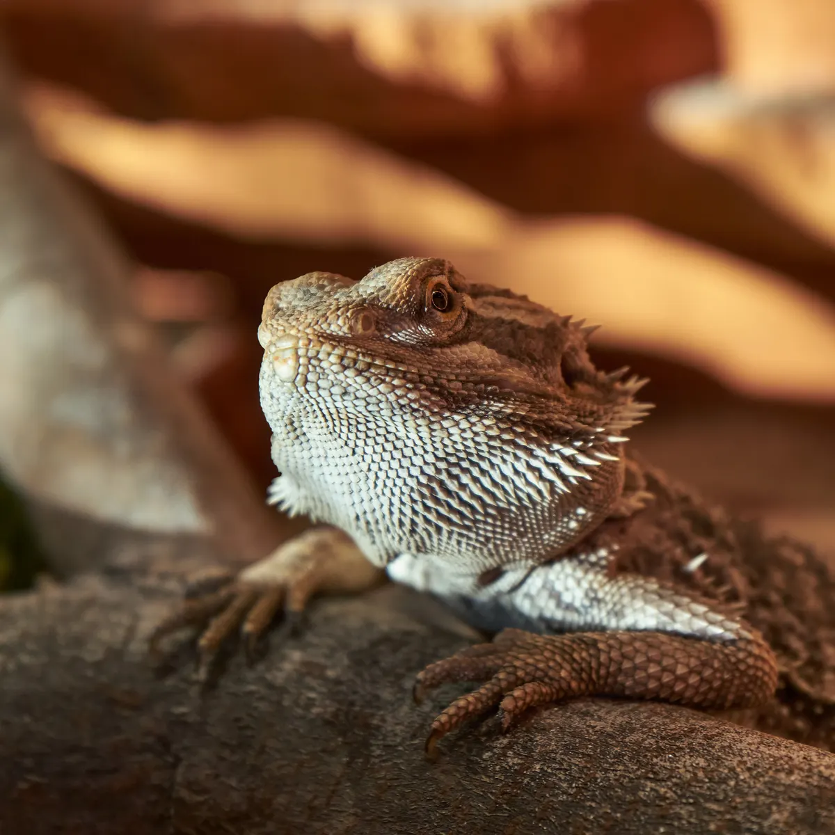 Close-up head and beard detail of a central bearded dragon, the species whose leatherback morph this profile covers