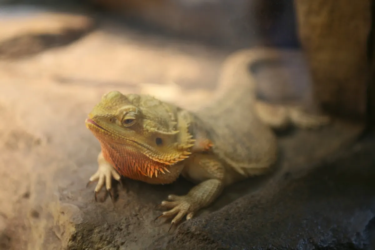 Bearded dragon basking on a rock
