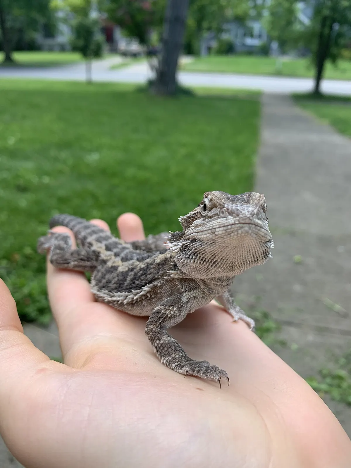 Close-up of a juvenile bearded dragon, the age group most vulnerable to metabolic bone disease