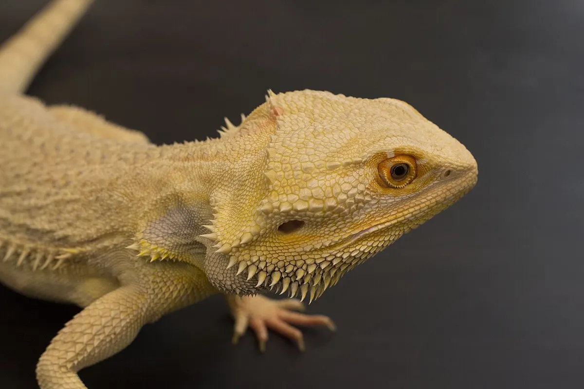 A bearded dragon showing warmer orange-toned coloring, an example of a selectively bred color line rather than a single-gene morph