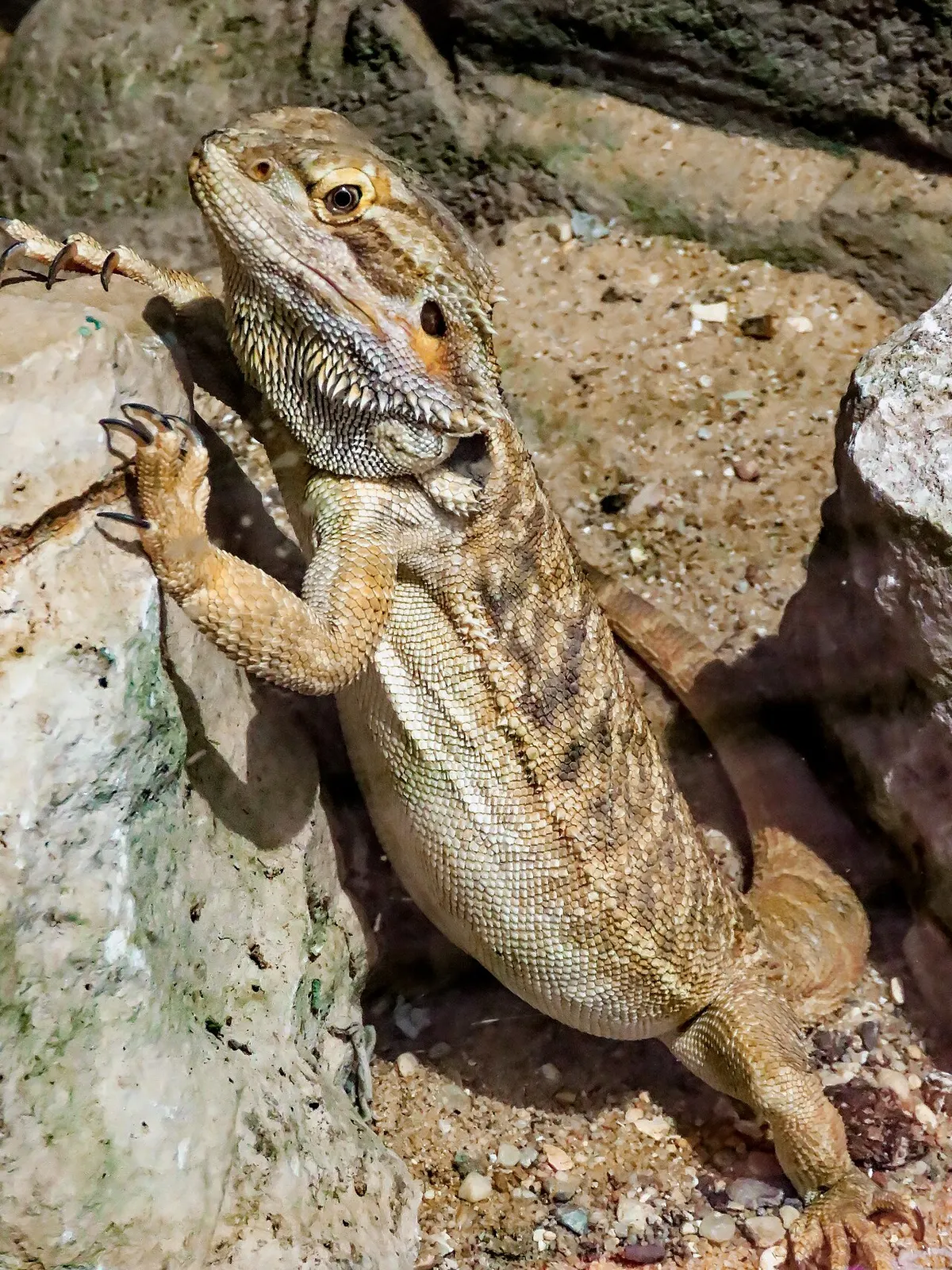 A pale-colored central bearded dragon, illustrating the lighter end of the color and morph spectrum