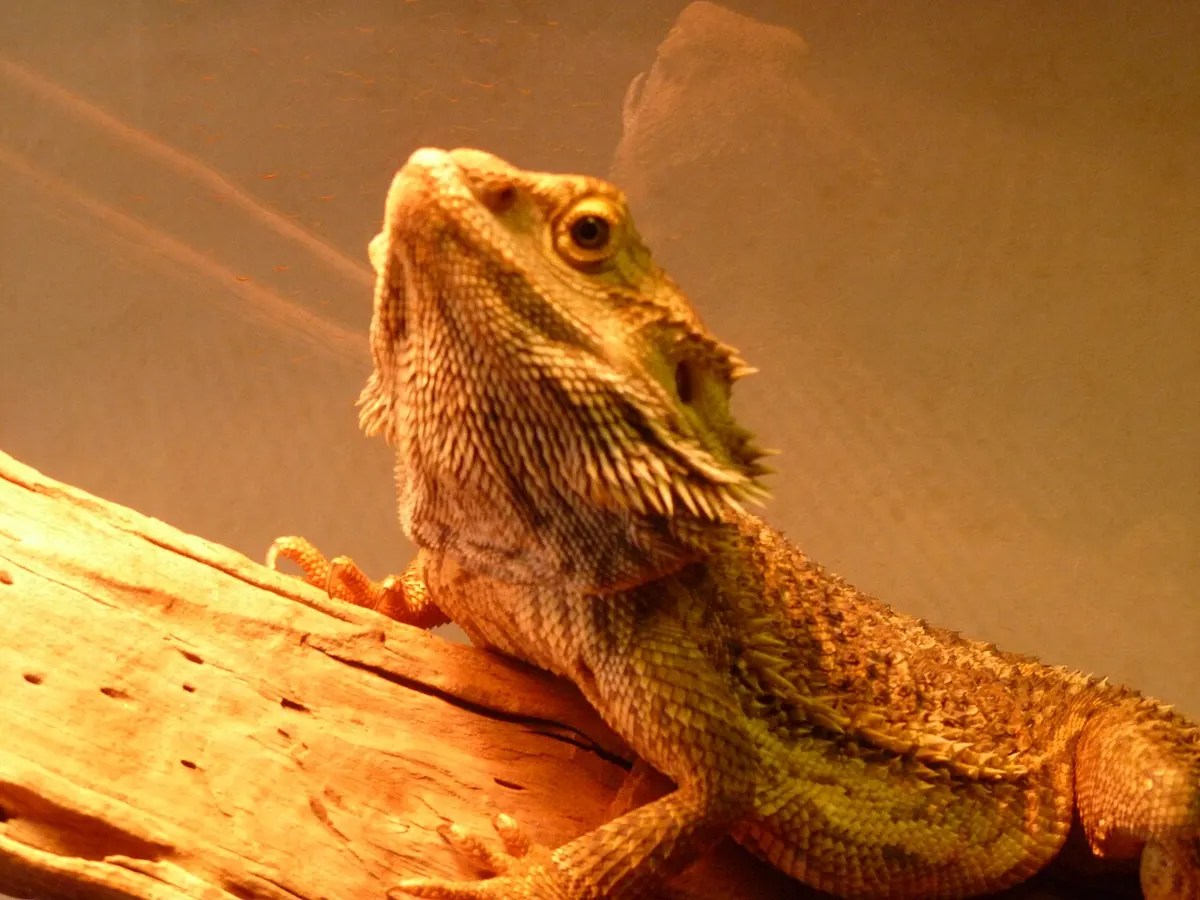 Bearded dragon in profile, alert and active, the kind of normal posture you want to see day to day