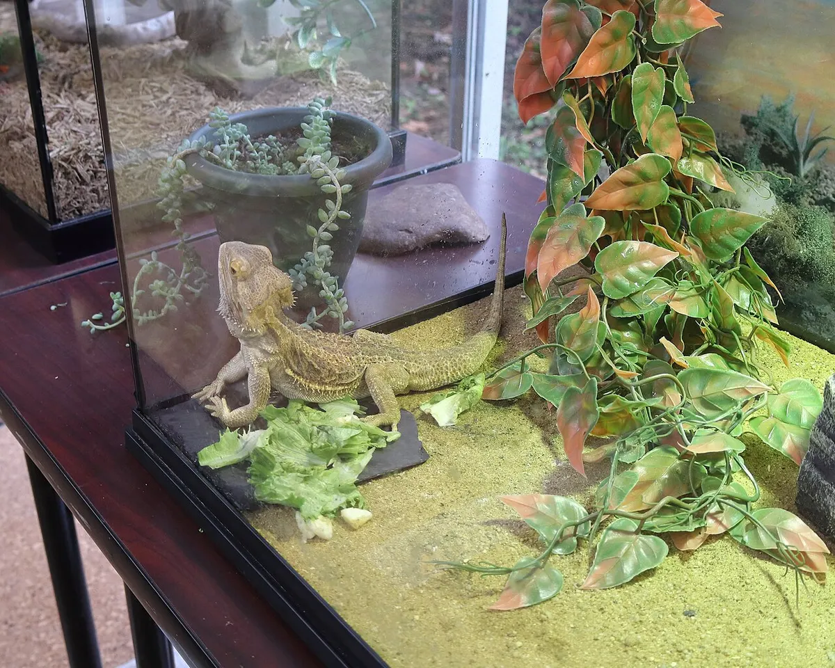 Bearded dragon in a terrarium enclosure