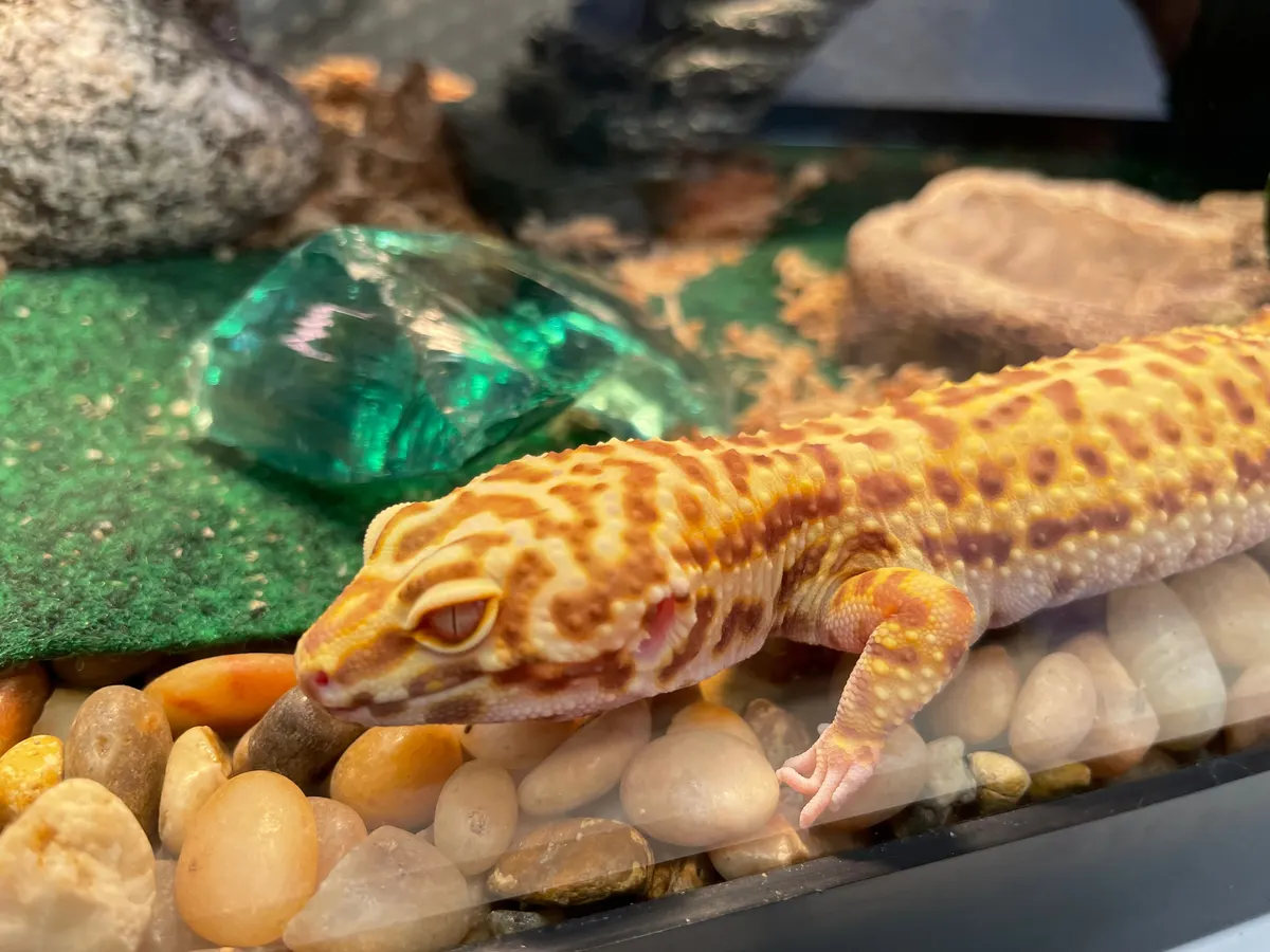Close-up of a healthy, alert leopard gecko, the look you want to see before you buy