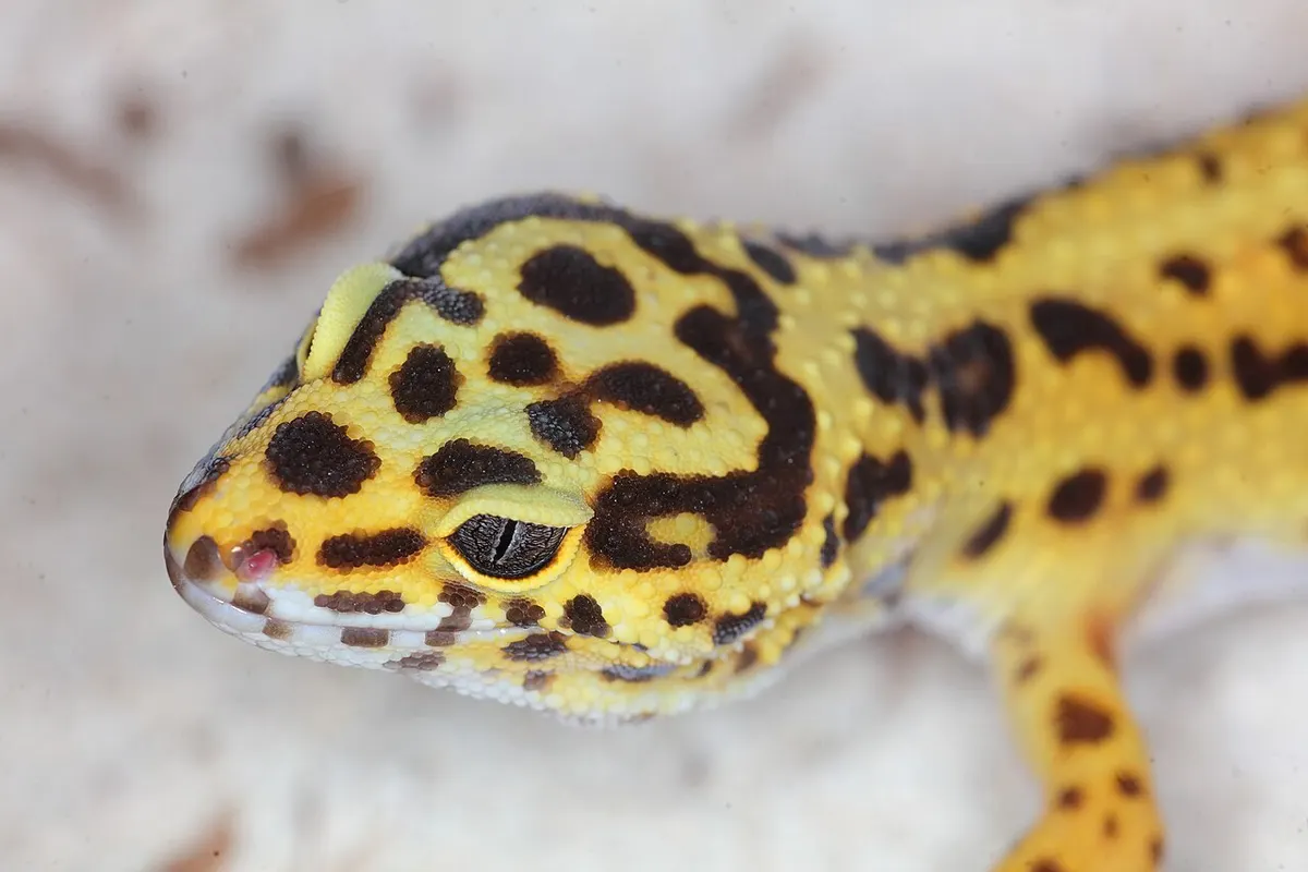 Leopard gecko in a naturalistic terrarium enclosure