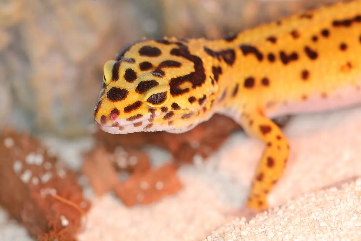 Leopard gecko feeding on a cricket