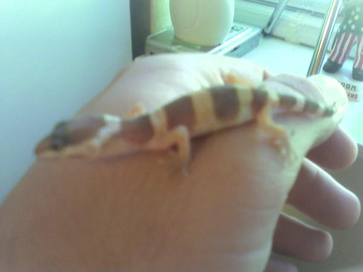 Leopard gecko being gently held and examined in a keeper's hand