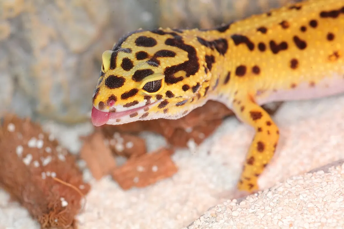 Leopard gecko close up