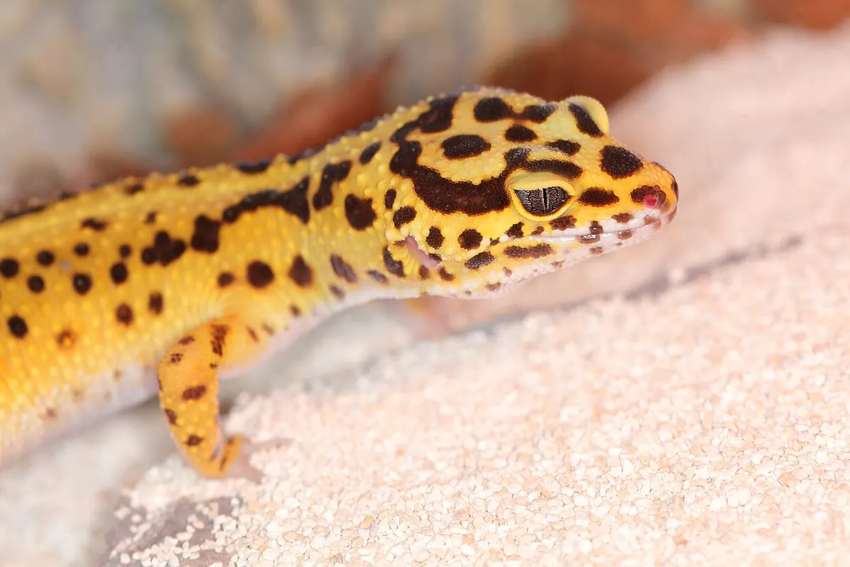 Leopard gecko enclosure setup