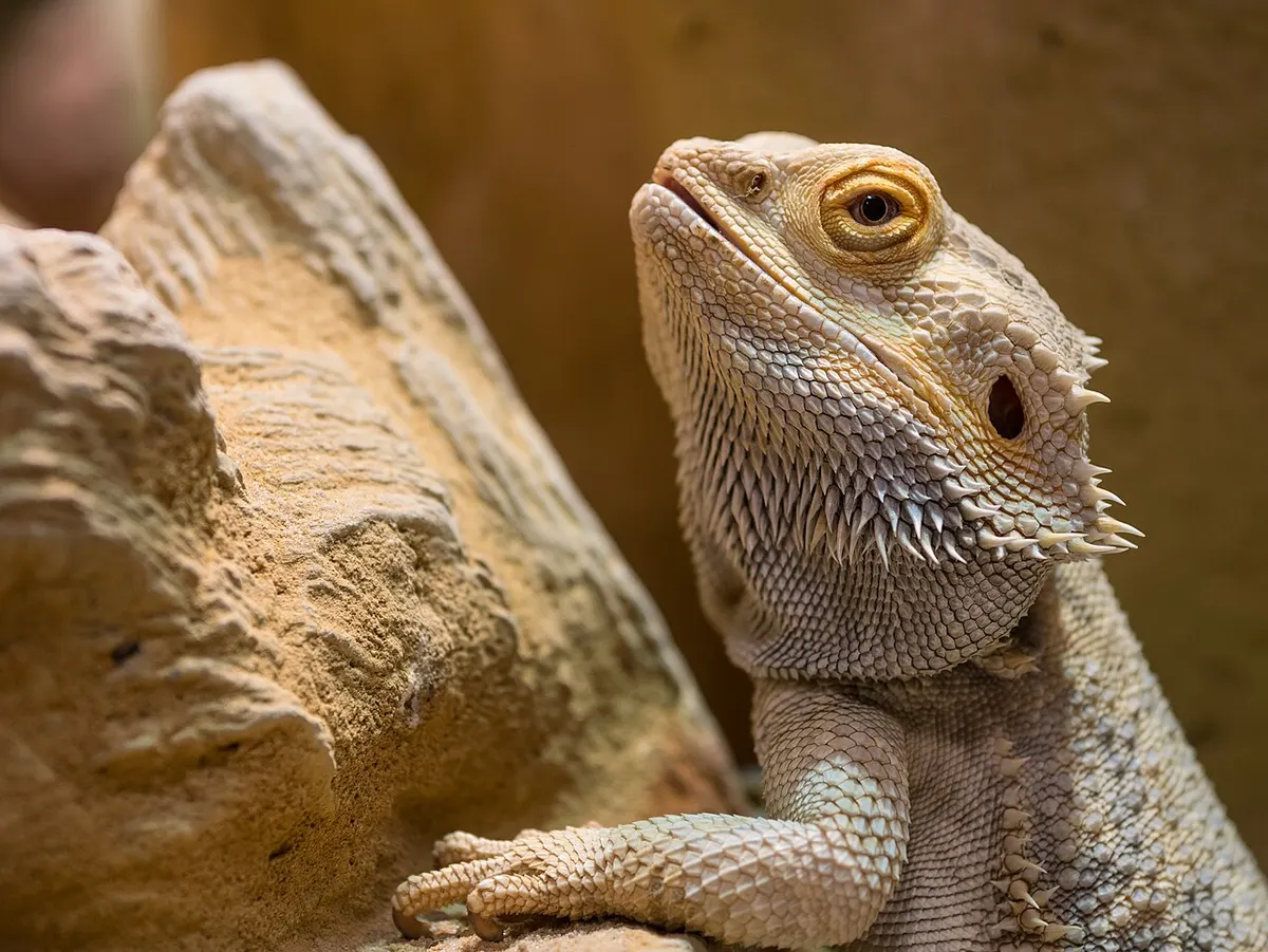 Central bearded dragon (Pogona vitticeps) resting on a rock under bright light